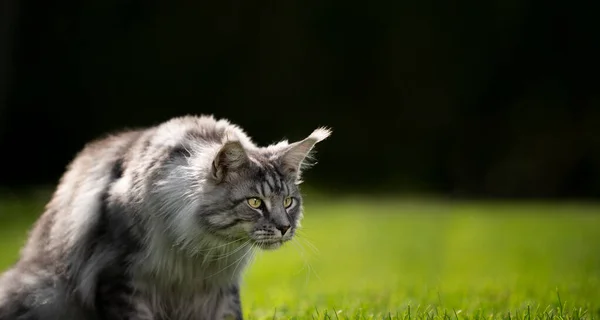 Neugierige Maine-Coon-Katze im Freien schaut sich Kopierraum an — Stockfoto