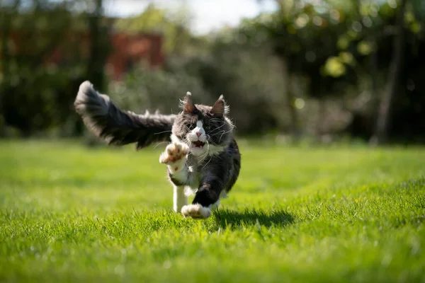 tuxedo maine coon cat hunting running at camera