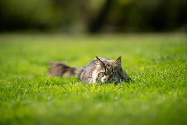 Maine Coon Katze auf Streifenjagd — Stockfoto