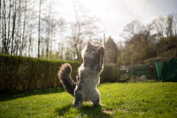 Maine coon gato jogando ao ar livre no quintal ensolarado — Fotografia de Stock