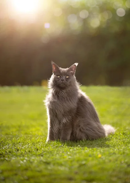 Belo maine casulo gato retrato na natureza — Fotografia de Stock