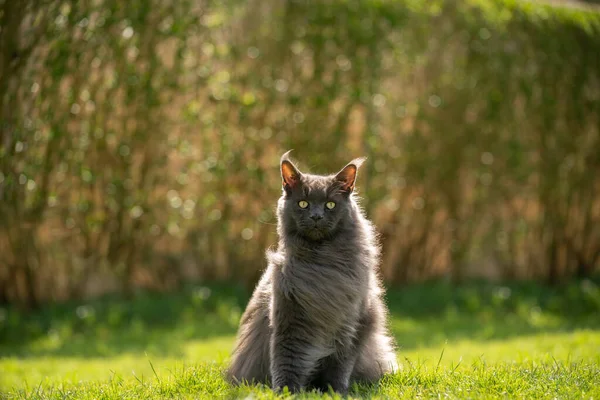 Gris maine coon gato sentado en hierba en viento patio trasero — Foto de Stock