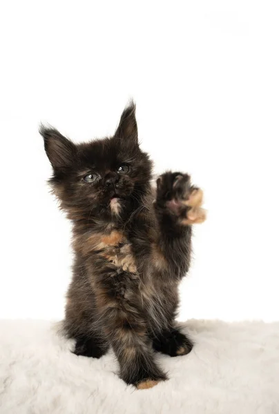 Preto tortie maine casulo gatinho jogando levantando pata no fundo branco — Fotografia de Stock