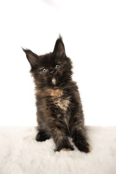 Чорна торбинка кошеня кошеня сидить на підробленому хутрі, дивлячись на камеру — стокове фото