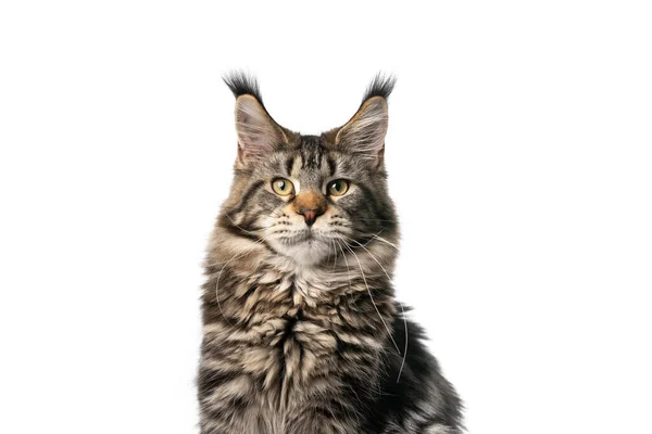 Mooi tabby maine coon kat portret op witte achtergrond — Stockfoto