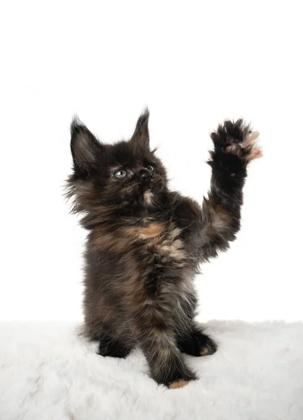 Preto tortie maine casulo gatinho jogando levantando pata no fundo branco — Fotografia de Stock