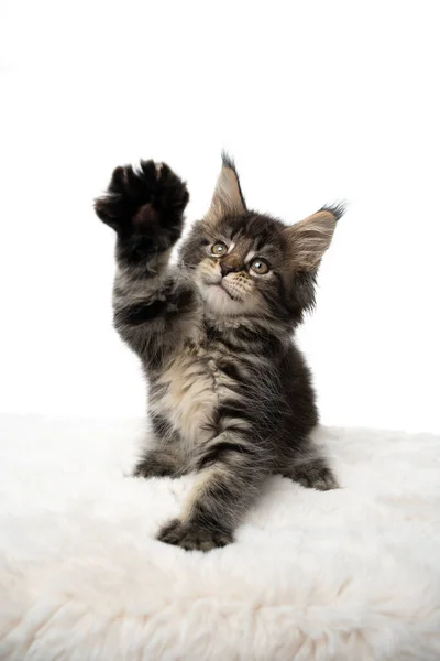 Милый игривый Тэбби Мэн Енот котенок, поднимающий лапу на белом фоне — стоковое фото