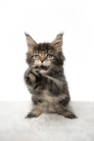 Lustige süße Maine Coon Kätzchen spielen klatschende Hände oder Pfoten — Stockfoto