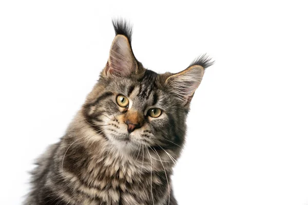 Zwart tabby klassiek maine coon kat kijken naar camera op witte achtergrond — Stockfoto