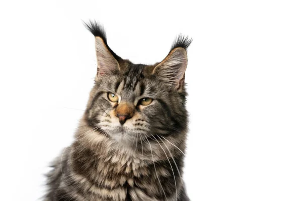 Тэбби классический кот мейн кун, смотрящий в сторону на белом фоне — стоковое фото