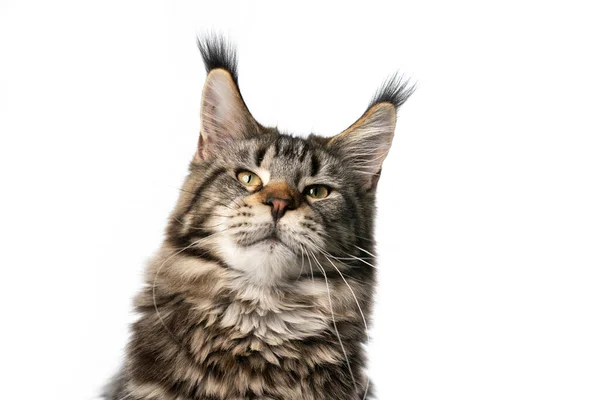 Grappig maine coon kat kijken nieuwsgierig naar camera op witte achtergrond — Stockfoto