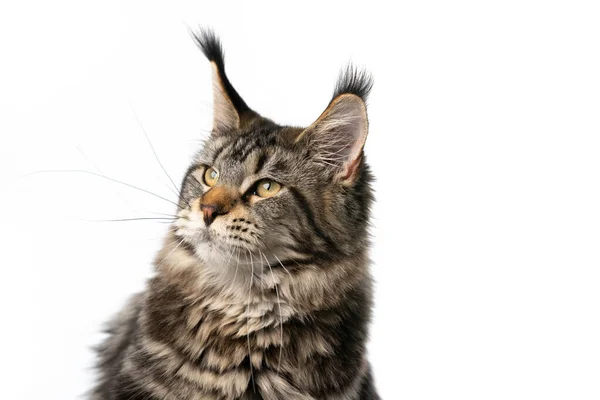 Tabby klassiska Maine coon katt tittar åt sidan på vit bakgrund — Stockfoto