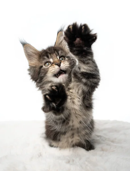 Brincalhão tabby maine coon gatinho com boca aberta levantando patas — Fotografia de Stock