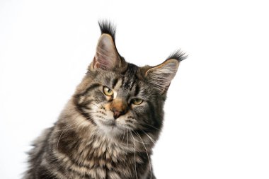 Siyah tekir klasik Maine Rakun Kedi kameraya ciddi ciddi bakıyor.