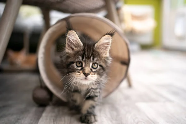 Nieuwsgierig tabby maine coon kitten lopen uit cat tunnel — Stockfoto