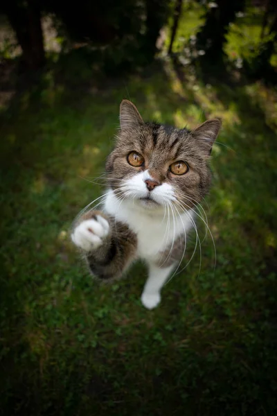 Słodkie tabby biały kot na zielony trawa podnoszenie łapa próbuje osiągnąć przekąskę — Zdjęcie stockowe