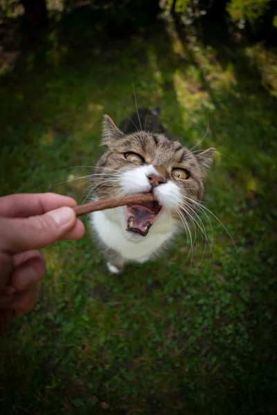 Pet proprietário mão alimentação gato com lanche ao ar livre — Fotografia de Stock