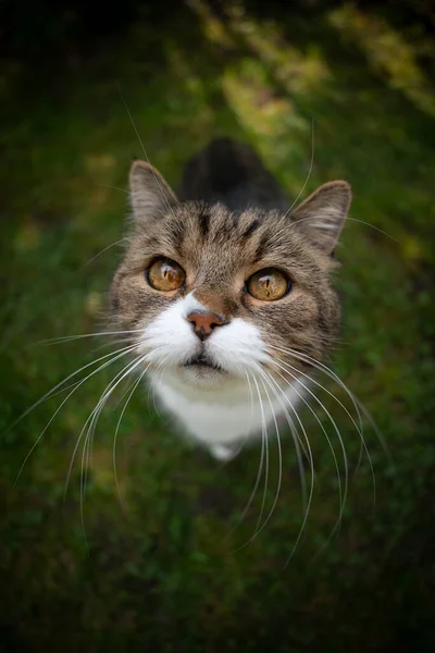 Söt katt stående på grönt gräs tittar märkligt upp — Stockfoto