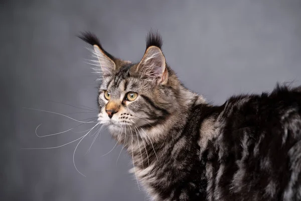 Noir tabby classique maine coon chat portrait regardant sur le côté — Photo