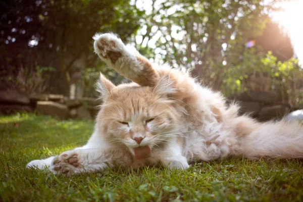 Peludo gato acostado en verde hierba al aire libre aseo lamiendo piel — Foto de Stock