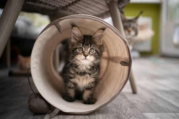 Nyfiken tabby maine coon kattunge inne i katt tunnel — Stockfoto