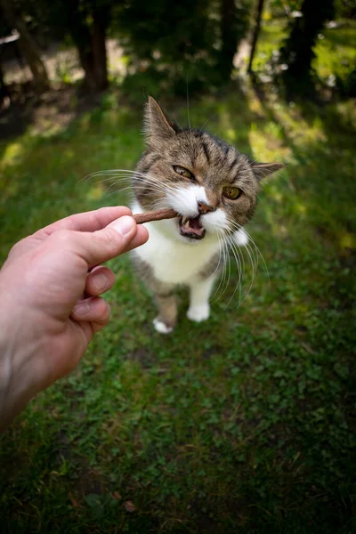 Pet proprietário mão alimentação gato com lanche ao ar livre — Fotografia de Stock