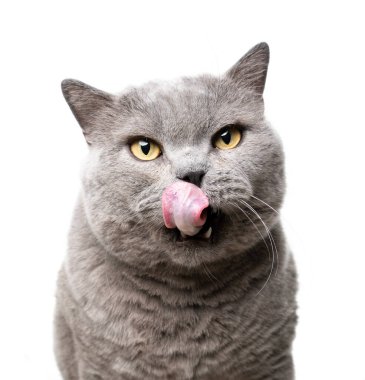 Büyük aç İngiliz kısa hava kedisi dudaklarını yalıyor.