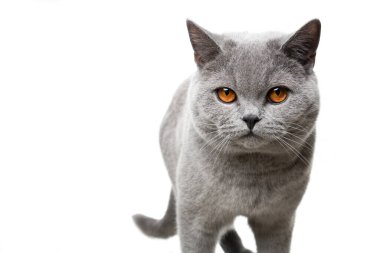 Turuncu gözlü güzel İngiliz kısa hava kedisi