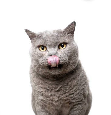 Büyük aç İngiliz kısa hava kedisi dudaklarını yalıyor.