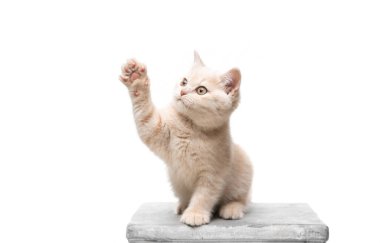 Neşeli kedi yavrusu beyaz arka planda patisini kaldırıyor.