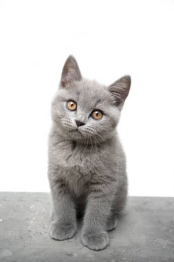 Beyaz arka planda şirin İngiliz kısa hava kedi portresi