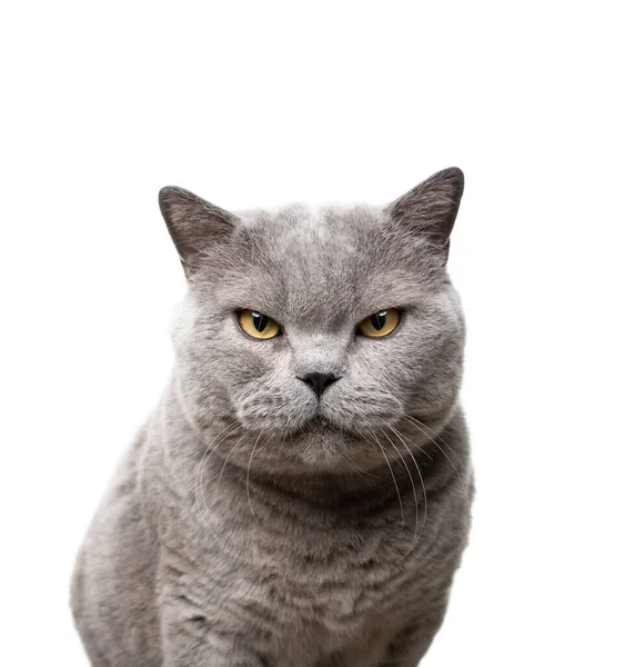 Big blue british shorthair cat looking at camera angry portrait — Stockfoto