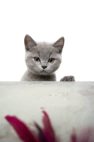 Chaton ludique élevant sur une table en béton regardant la plume curieusement — Photo