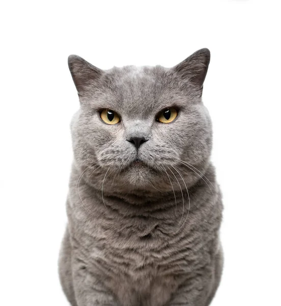 Big british shorthair cat looking at camera on white background — Stockfoto