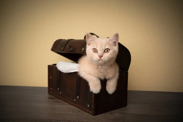 Aranyos brit gyorsírás cica belsejében kincs doboz — Stock Fotó