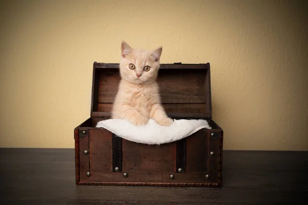 Bonito britânico shorthair gatinho dentro de tesouro caixa — Fotografia de Stock