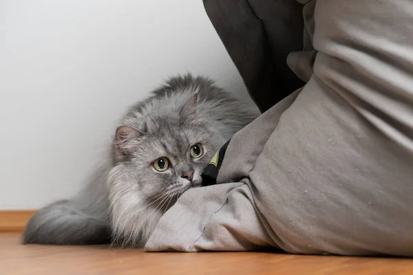 Chat à poil long britannique ludique caché derrière un sac de haricots — Photo