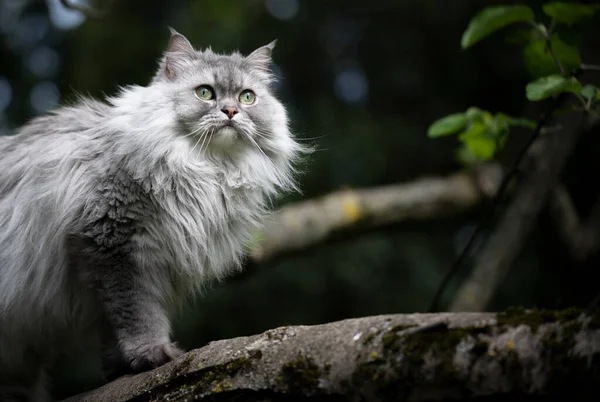 Šedá britská dlouhosrstá kočka sedící na stromě a pozorující zahradu — Stock fotografie
