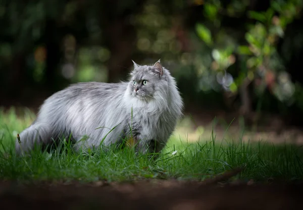 Šedá britská dlouhosrstá kočka stojící na zelené louce venku — Stock fotografie