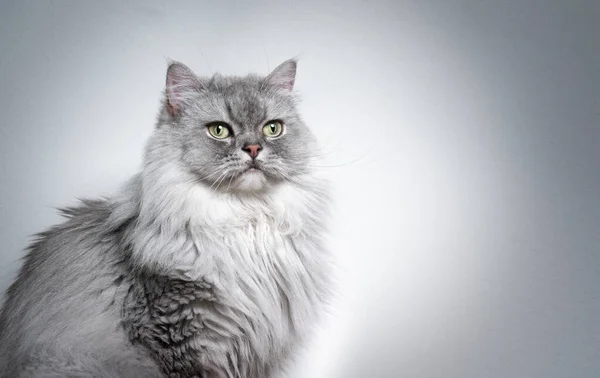 Beau portrait de chat à poil long britannique sur fond gris clair — Photo