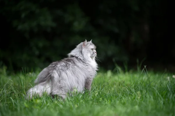 Szürke brit longhair macska álló zöld rét figyeli a kertet — Stock Fotó