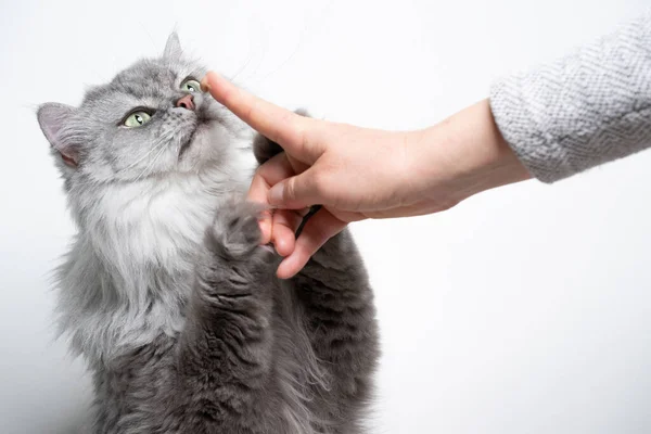 Niedliche britische Langhaarkatze zieht riechenden Tierbesitzer-Finger auf — Stockfoto