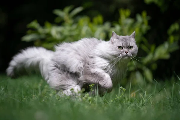 Playful longhair cat running fast on green meadow outdoors — Stock Photo, Image