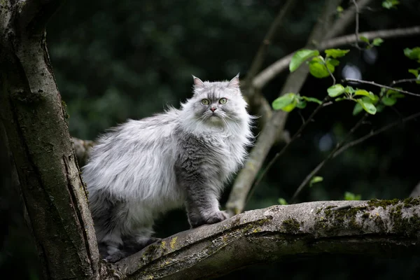 Gatto grigio longhair seduto su un albero che osserva il giardino — Foto Stock