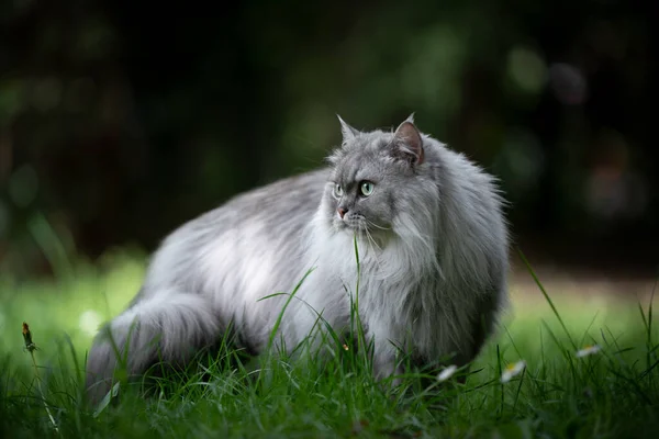 Grijs brits langharig kat staande op groen weiland buiten — Stockfoto