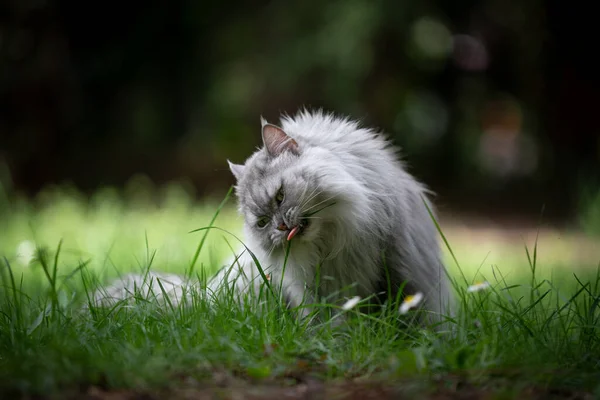 Сірий довговолосий кіт, що сидить на зеленій лузі, їсть траву. — стокове фото