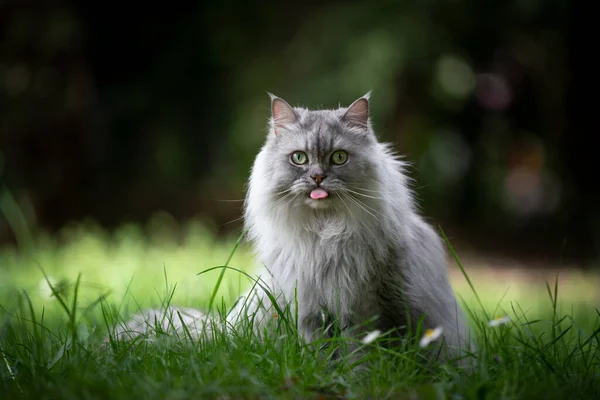 Grijs brits langharig kat zittend op groen weiland steken uit tong — Stockfoto