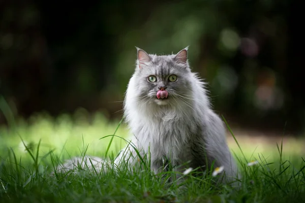 Γκρι βρετανική μακρότριχη γάτα κάθεται στο πράσινο λιβάδι γλείφει τα χείλη — Φωτογραφία Αρχείου