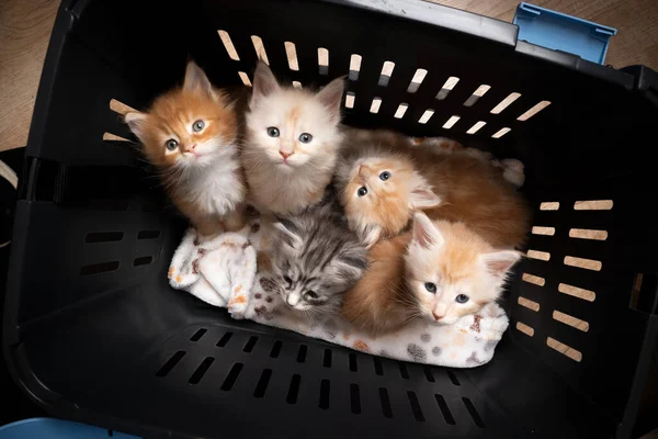 group of 8 week old maine coon kittens inside of pet carrier box