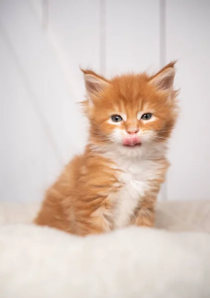 Gengibre maine casulo gatinho retrato no branco almofada no branco madeira fundo — Fotografia de Stock